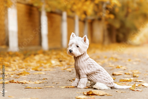 Fototapeta Naklejka Na Ścianę i Meble -  West Highland White Terrier in a knitted sweater outdoors in autumn leaves. Cute small dog in fall season.