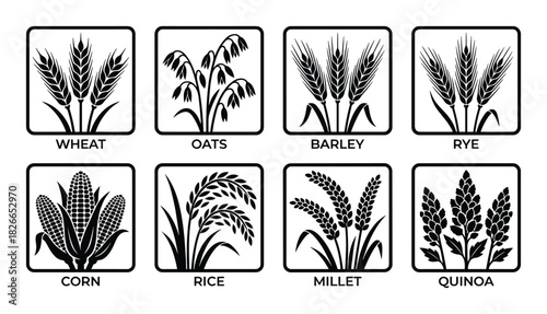 Set of various cereal grains including wheat oats barley rye corn rice millet and quinoa black silhouettes