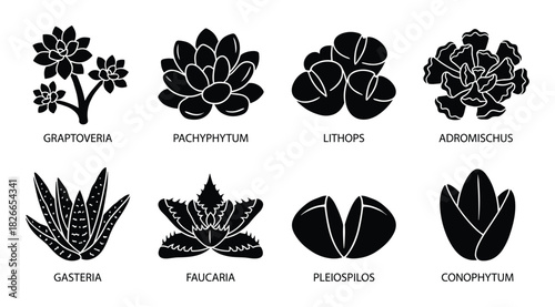 Succulent plants black silhouette icon set showcasing graptoveria, pachyphytum, lithops, adromischus, gasteria, faucaria, pleiospilos, conophytum