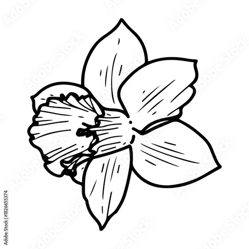Narcissus flower bud. Sketch vector hand drawn. Blooming spring season. Daffodils. Natural plant. Beautiful petals. Botany, flora. Botanical illustration. Engraving line art.