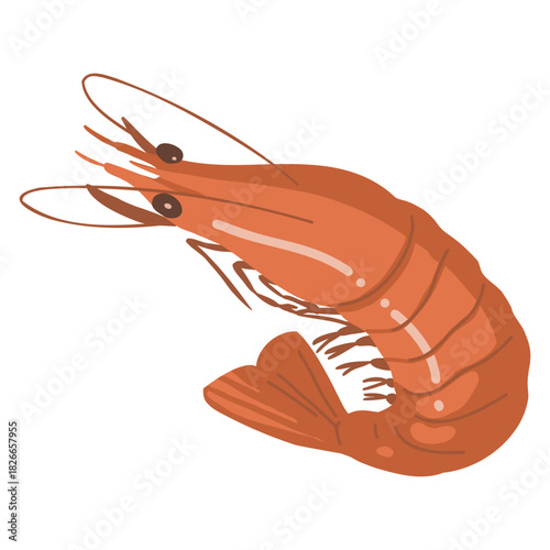 エビのイラスト