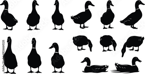 Duck silhouette collection, bird pose vector, waterfowl illustration, black and white design, animal clipart, nature graphic set