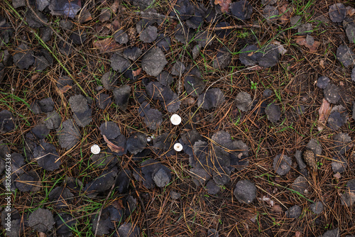 Enchanting Autumn Forest with Golden Foliage