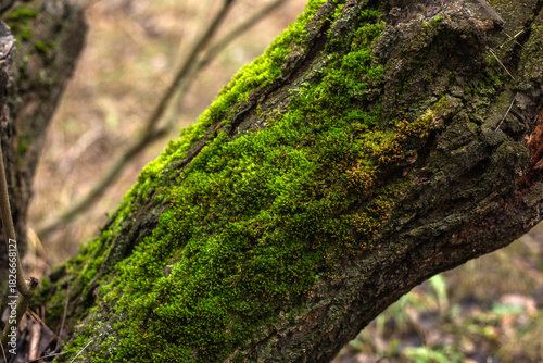 Enchanting Autumn Forest with Golden Foliage