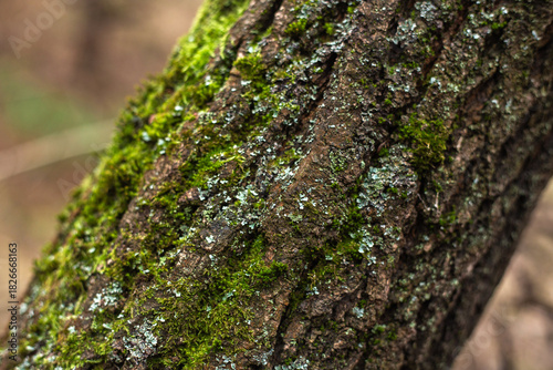 Enchanting Autumn Forest with Golden Foliage