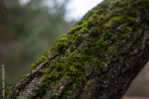 Enchanting Autumn Forest with Golden Foliage