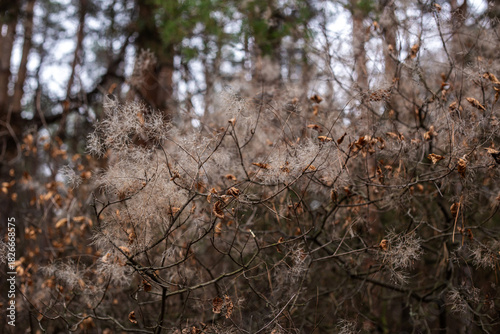 Enchanting Autumn Forest with Golden Foliage
