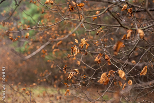 autumn leaves in the forest