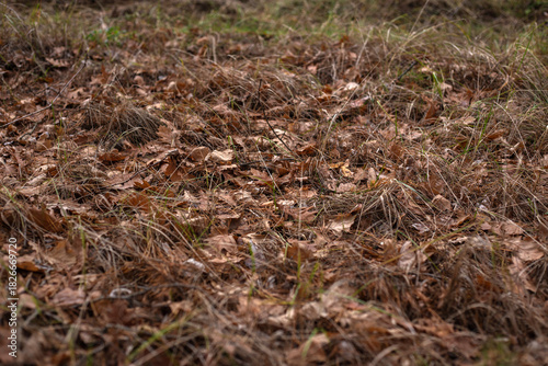 Enchanting Autumn Forest with Golden Foliage