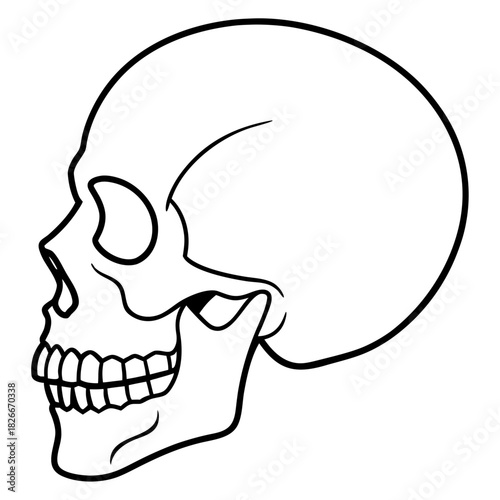 Human Skull Lateral View Vector Line Art Illustration