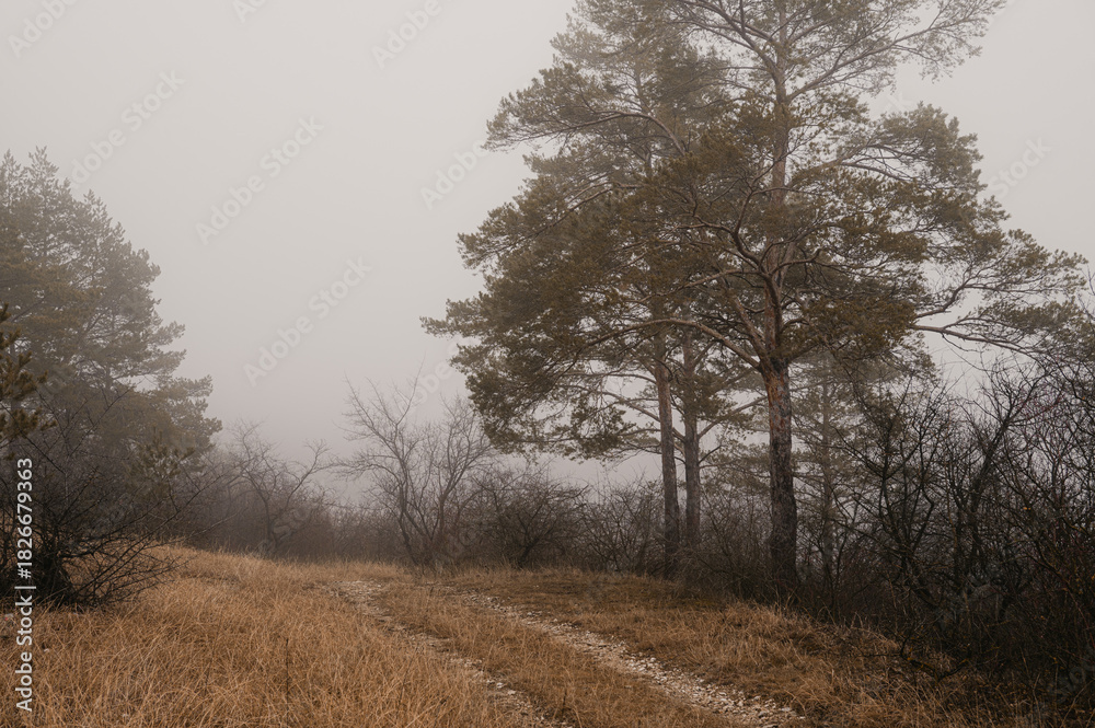 Obraz premium Foggy autumn landscape with a dirt path, dry grass and pine trees. Calm natural scene with muted colors and soft morning mist.