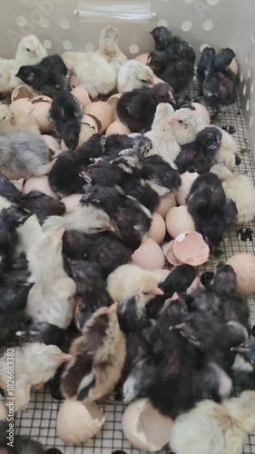 Many newly hatched chicks some black and some pale rest amidst eggshells inside a white incubator with a black mesh bottom
