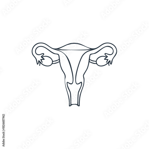 Illustration of the female reproductive system uterus and ovaries vector