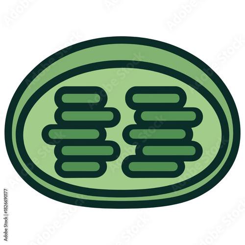 diagram of a chloroplast showing internal thylakoid stacks, ideal for biology education, cell structure lessons, and photosynthesis topics
