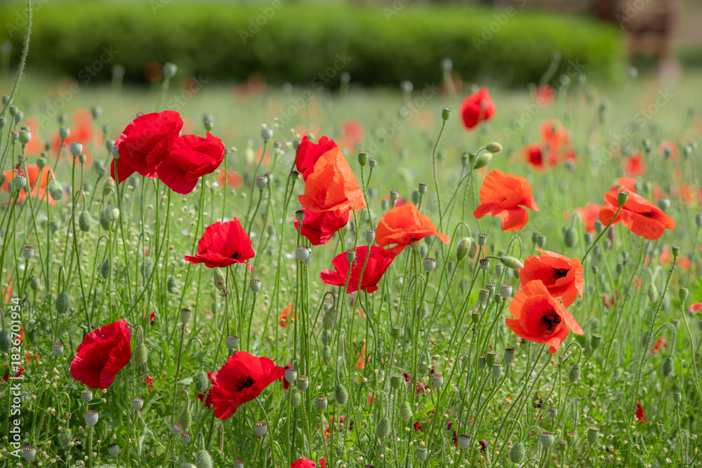 Fototapeta premium 안동 회룡포의 붉은 양귀비