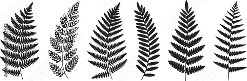 Set of fern leaves isolated on white. Watercolor botanical illustration.