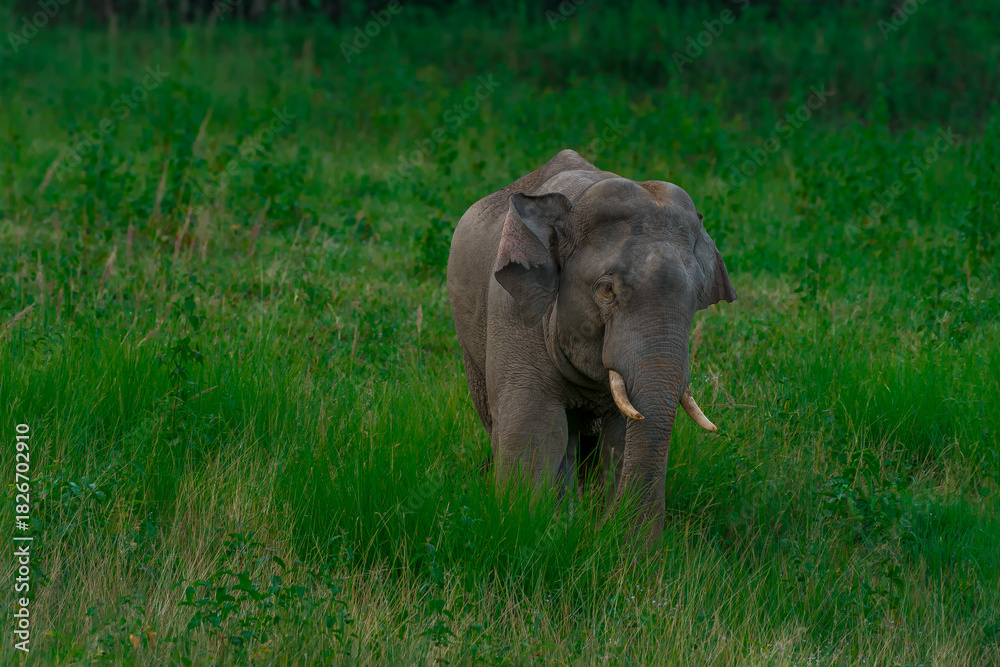Obraz premium Wild elephants have large bodies, a large, fat body, and a long trunk. Elephants are herbivores.