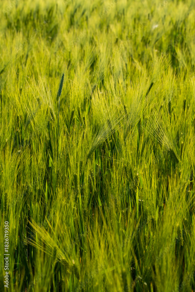 Obraz premium Fresh green barley plants swaying in wind, spring season farming concept.