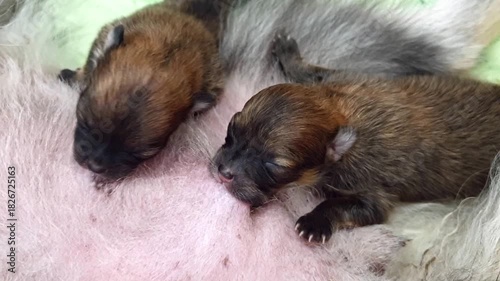 Newborn Pomeranian puppies suckle. Side view, close-up. Dog nurses newborn blind puppy. Concept: pets, motherhood, dogs with newborn puppies.