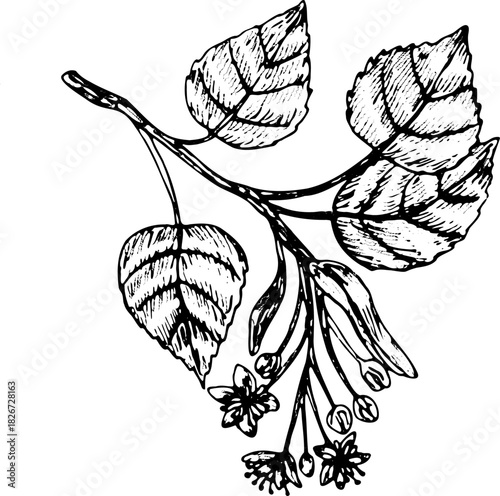 Linden branch sketch in vintage linear style. Hand drawn vector illustration for cosmetic and medical background. Linden branch with flowers isolated.