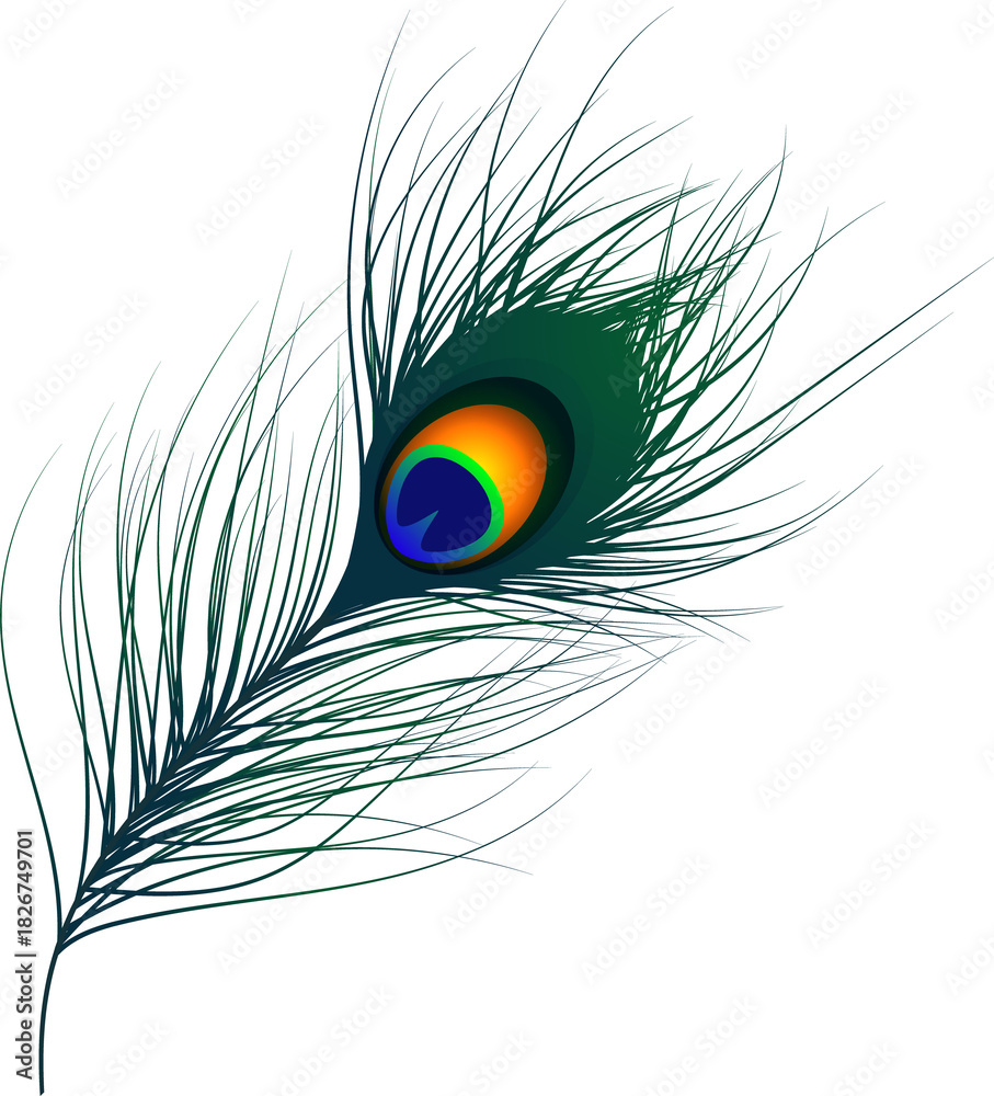 Obraz premium peacock feather isolated on white