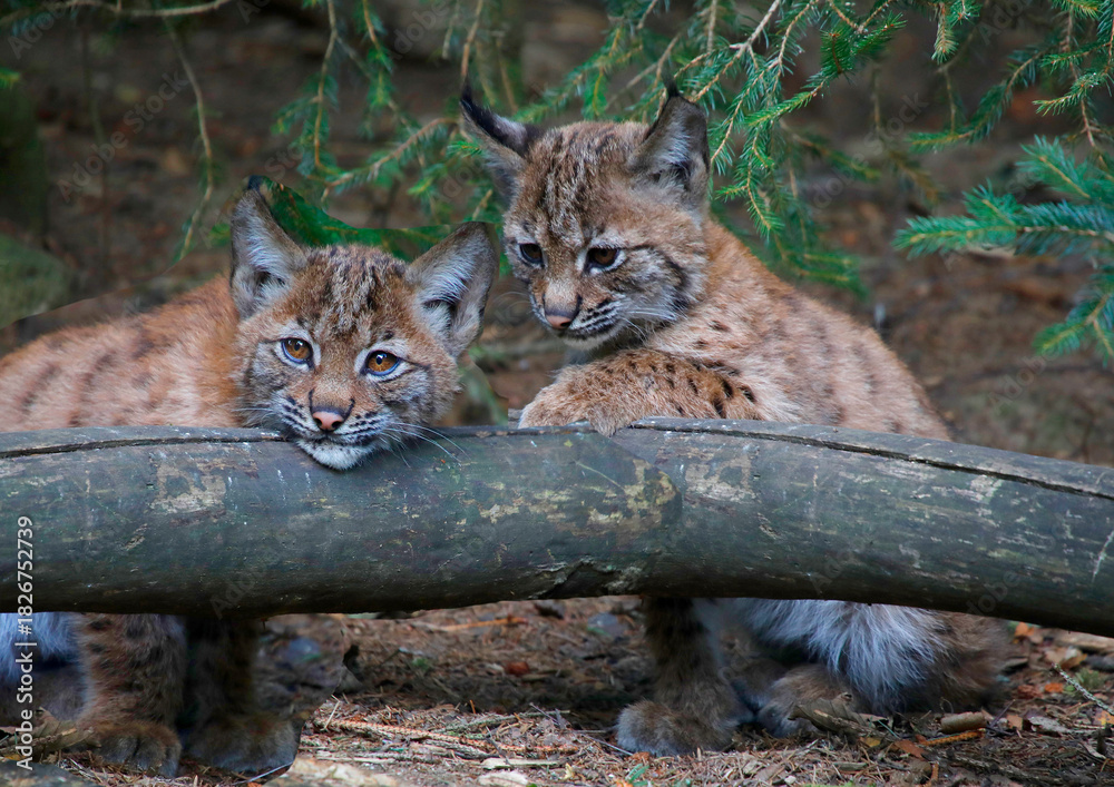 Obraz premium Eurasische Luchs oder Nordluchs (Lynx lynx) zwei Jungtiere am Baumstamm