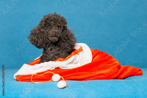 Cute dog looking out of a Christmas sack, studio shot