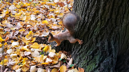 A red squirrel explores the autumn park searching for food under fallen leaves. Ideal for animal behavior and nature.