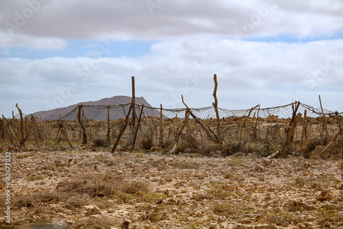 Fence made from recycled branches and fishing nets in arid meager environment (Boa Vista Island, Cabo Verde, Africa)