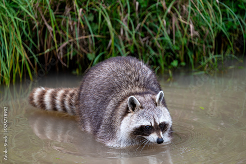 Raccoon in Water
