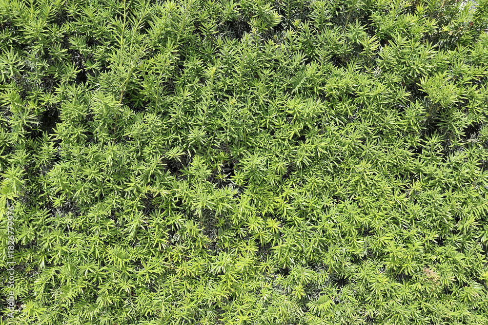 Obraz premium European yew (Taxus baccata) on a sunny day, green organic texture background (Copenhagen, Denmark)