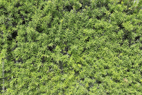 European yew (Taxus baccata) on a sunny day, green organic texture background (Copenhagen, Denmark)