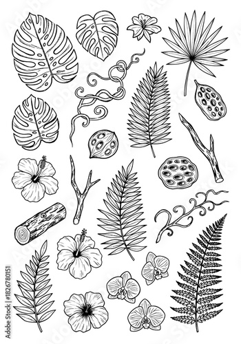 Exotic Tropical Botanical Doodle Set. Hand-Drawn Black and White Line Art Collection featuring Monstera, Palm Leaves, Hibiscus, Orchids, Vines, and Jungle Elements.