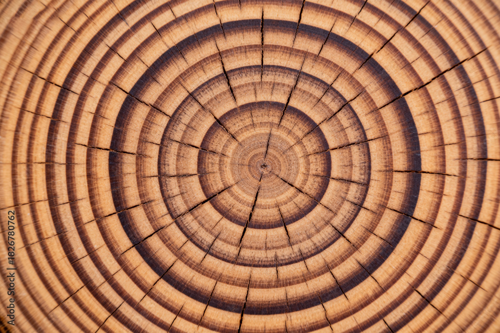 Fototapeta premium Tree Ring Texture, Growth Pattern, Natural Wood, Closeup, Annual Layers, Timber Detail, Wood Grain, Aged Timber, Organic Design, Nature Pattern