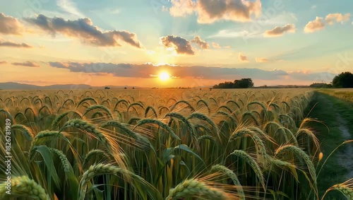 Picturesque 4K Ultra HD agricultural video of a beautiful golden wheat field at sunset in summer showing the golden ears of wheat actively moving in a strong wind illustrating the concept of