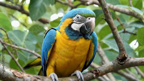 Natural 4K close up of a vibrant bright Blue and yellow Macaw Ara ararauna also known as the blue and gold macaw showcasing the strikingly colorful parrot perched on a branch