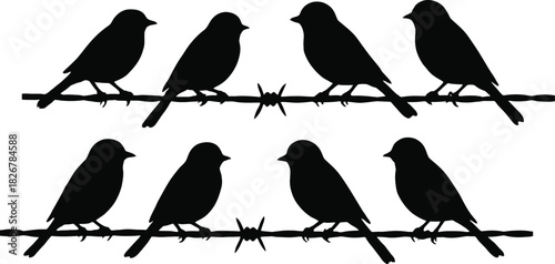 birds on a white background