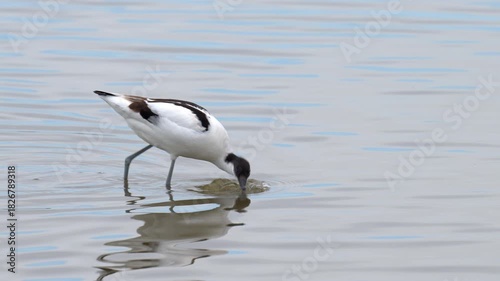 A Pied Avocet walking in shallow water
