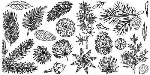 Set of autumn leaves and berries in a linear style. Set of drawings. Autumn elements: leaves, spruce, pine needles, and pine cones in a sketch style. Vector hand-drawn illustration on a white bac.