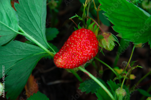 Red ripe strawberries on the bed. Sweet summer strawberries on a green background