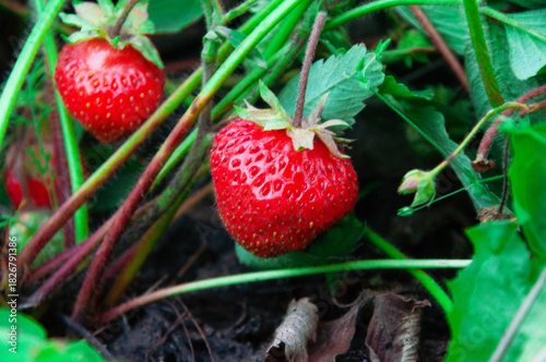 Red ripe strawberries on the bed. Sweet summer strawberries on a green background