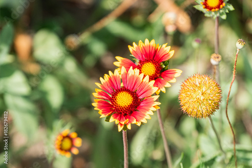 Close-up of a vibrant red flower cluster in a Central European meadow, against green foliage and brown ground Shadows suggest natural bright daylight Slightly angled, shallow depth of field shot