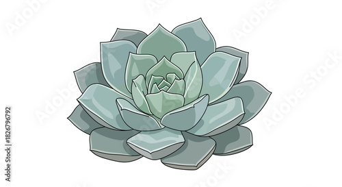 Beautiful Echeveria Succulent Plant with Intricate Petal Layers.