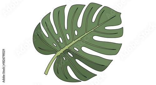 Detailed Monstera Leaf Illustration with Intricate Cuts and Veins.