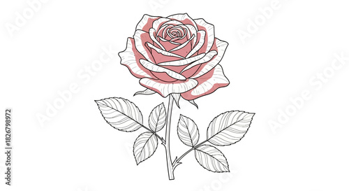 Elegant rose illustration with detailed petals and leaves, a botanical artwork.