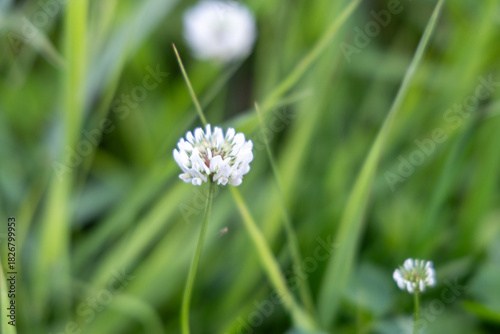 Small white flower in the autumn garden