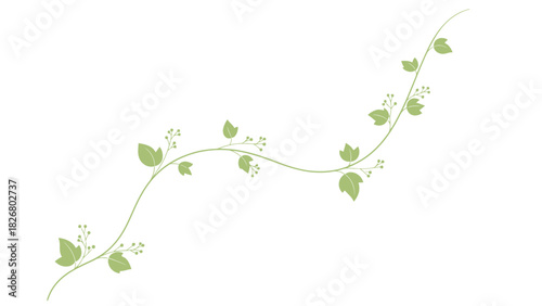 A delicate winding green vine with small leaves and flowers.