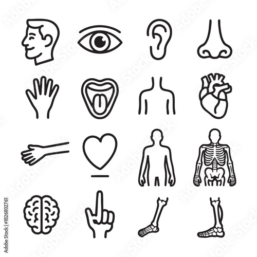 Collection of black and white line art icons representing human anatomy and body parts