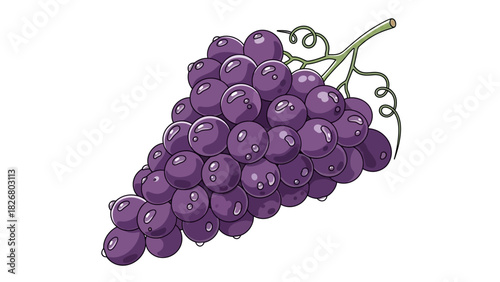 Bunch of ripe purple grapes on a vine ready for harvest and consumption.