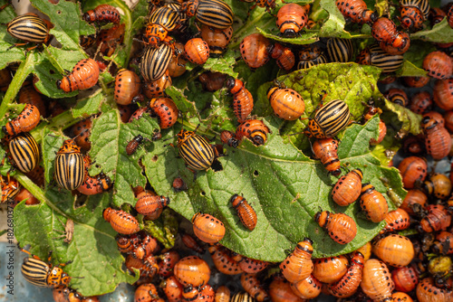A colony of Colorado beetles sits and eats green leaves. Colorado beetle